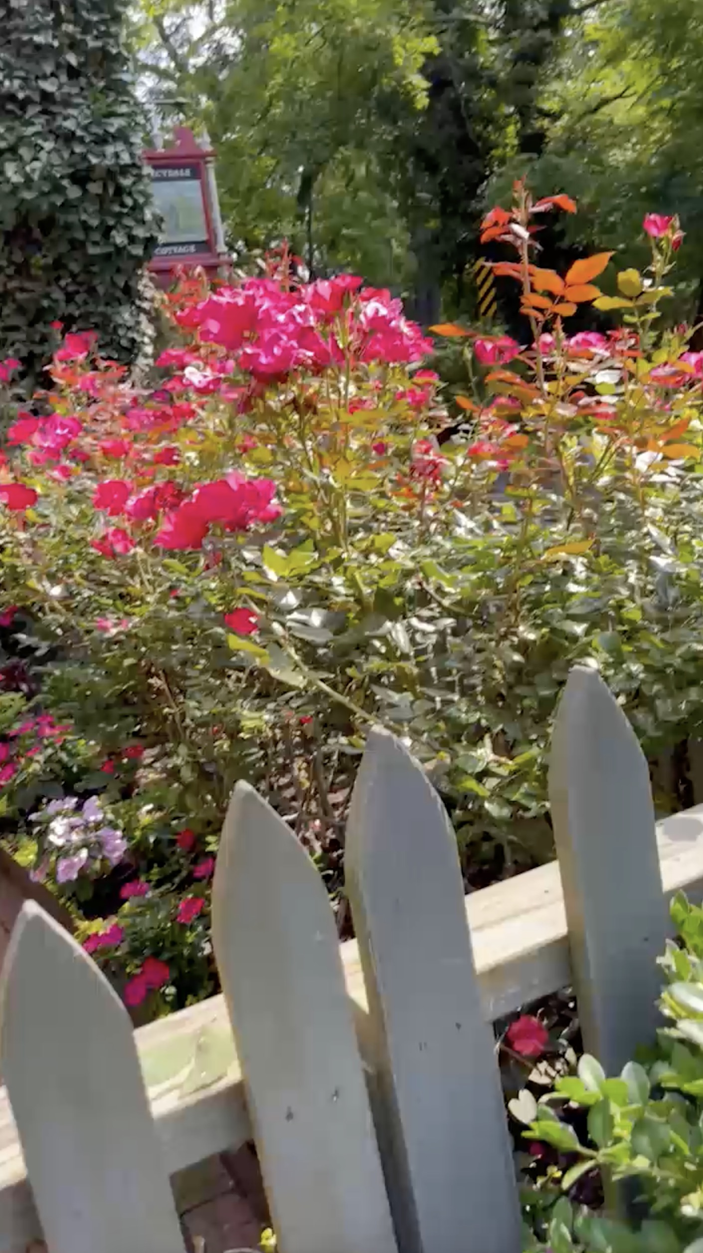 Opening image for video showing picket fence and roses